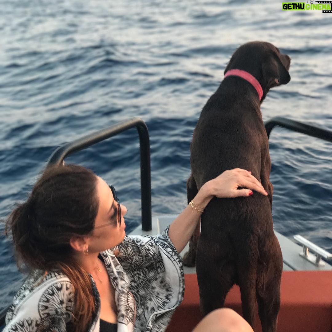 Cansu Dere Instagram - Arkadaşlarımız Pamuk ve Django evlerinin bahçesinde zehirlenerek öldürüldüler. Hayvanlar canımızdır, malımız değil. Hayvan hakları kanunu değişsin. Change.org/djangobozburun #djangobozburun