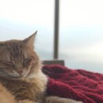 Cansu Dere Instagram -