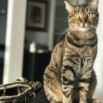 Cansu Dere Instagram - ❤️ #satinalmasahiplen #adoptdontshop