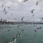 Cansu Dere Instagram -