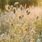 Carice van Houten Instagram - Zaai mee voor de natuur 🐝❤️ Het is inheemse zaaiweek! Hét moment om inheemse bloemen te zaaien is nu, in het najaar. Die zijn niet alleen prachtig, maar helpen insecten, vlinders en bijen enorm, want die zijn er vaak afhankelijk van. Het zijn planten die hier van nature komen. We zaaien met zoveel mogelijk mensen in zoveel mogelijk tuinen, op balkons en daken. Het is supersimpel. Doe je ook mee? Meer informatie vind je op www.inheemsezaaiweek.nl De inheemse zaaiweek is een non-profit initiatief van @gardenersworldnl de @bijenstichting en kweker van onbehandelde, gifvrije, inheemse zaden @cruydthoeck 📸 @liesbethdisbergen #duurzaamtuinieren #reddebij #hartvoorinheems #biologischtuinieren #tuintip