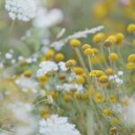 Carice van Houten Instagram - Zaai mee voor de natuur 🐝❤️ Het is inheemse zaaiweek! Hét moment om inheemse bloemen te zaaien is nu, in het najaar. Die zijn niet alleen prachtig, maar helpen insecten, vlinders en bijen enorm, want die zijn er vaak afhankelijk van. Het zijn planten die hier van nature komen. We zaaien met zoveel mogelijk mensen in zoveel mogelijk tuinen, op balkons en daken. Het is supersimpel. Doe je ook mee? Meer informatie vind je op www.inheemsezaaiweek.nl De inheemse zaaiweek is een non-profit initiatief van @gardenersworldnl de @bijenstichting en kweker van onbehandelde, gifvrije, inheemse zaden @cruydthoeck 📸 @liesbethdisbergen #duurzaamtuinieren #reddebij #hartvoorinheems #biologischtuinieren #tuintip