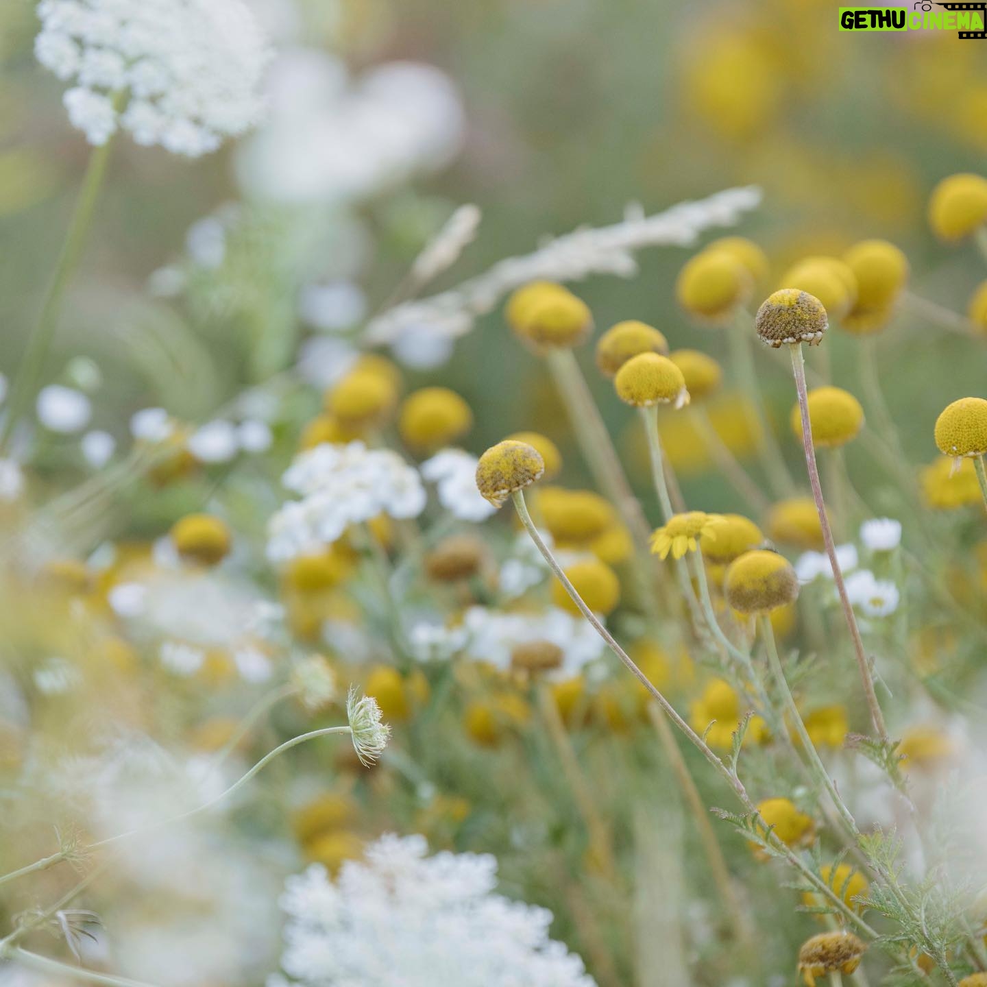 Carice van Houten Instagram - Zaai mee voor de natuur 🐝❤️ Het is inheemse zaaiweek! Hét moment om inheemse bloemen te zaaien is nu, in het najaar. Die zijn niet alleen prachtig, maar helpen insecten, vlinders en bijen enorm, want die zijn er vaak afhankelijk van. Het zijn planten die hier van nature komen. We zaaien met zoveel mogelijk mensen in zoveel mogelijk tuinen, op balkons en daken. Het is supersimpel. Doe je ook mee? Meer informatie vind je op www.inheemsezaaiweek.nl De inheemse zaaiweek is een non-profit initiatief van @gardenersworldnl de @bijenstichting en kweker van onbehandelde, gifvrije, inheemse zaden @cruydthoeck 📸 @liesbethdisbergen #duurzaamtuinieren #reddebij #hartvoorinheems #biologischtuinieren #tuintip