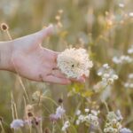 Carice van Houten Instagram - Zaai mee voor de natuur 🐝❤️ Het is inheemse zaaiweek! Hét moment om inheemse bloemen te zaaien is nu, in het najaar. Die zijn niet alleen prachtig, maar helpen insecten, vlinders en bijen enorm, want die zijn er vaak afhankelijk van. Het zijn planten die hier van nature komen. We zaaien met zoveel mogelijk mensen in zoveel mogelijk tuinen, op balkons en daken. Het is supersimpel. Doe je ook mee? Meer informatie vind je op www.inheemsezaaiweek.nl De inheemse zaaiweek is een non-profit initiatief van @gardenersworldnl de @bijenstichting en kweker van onbehandelde, gifvrije, inheemse zaden @cruydthoeck 📸 @liesbethdisbergen #duurzaamtuinieren #reddebij #hartvoorinheems #biologischtuinieren #tuintip