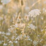 Carice van Houten Instagram - Zaai mee voor de natuur 🐝❤️ Het is inheemse zaaiweek! Hét moment om inheemse bloemen te zaaien is nu, in het najaar. Die zijn niet alleen prachtig, maar helpen insecten, vlinders en bijen enorm, want die zijn er vaak afhankelijk van. Het zijn planten die hier van nature komen. We zaaien met zoveel mogelijk mensen in zoveel mogelijk tuinen, op balkons en daken. Het is supersimpel. Doe je ook mee? Meer informatie vind je op www.inheemsezaaiweek.nl De inheemse zaaiweek is een non-profit initiatief van @gardenersworldnl de @bijenstichting en kweker van onbehandelde, gifvrije, inheemse zaden @cruydthoeck 📸 @liesbethdisbergen #duurzaamtuinieren #reddebij #hartvoorinheems #biologischtuinieren #tuintip