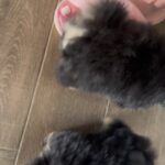 Carla Abellana Instagram - Puppiesses!!! 😍😍😍