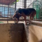 Carla Abellana Instagram – Reposted from @pawssionproject 

We’ll let the videos speak for the voiceless animals at the pound. Despite all our efforts to continuously feed them, give them medication and even bathe them, they still live in hell at the pound especially as they continue to impound everyday even if the pound is already full, because they just want to satisfy every individual’s impounding request. So many of the dogs are not even aggressive. 

We are exhausted but we have to keep on trying until we find adopters for them, until their owners see that they are here, until the government hears their cries.

ADOPT DON’T SHOP! Spay and neuter. Be a responsible pet parent. 

And to the government, PLEASE, ANIMAL WELFARE NEEDS HELP.