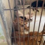 Carla Abellana Instagram – Reposted from @pawssionproject 

We’ll let the videos speak for the voiceless animals at the pound. Despite all our efforts to continuously feed them, give them medication and even bathe them, they still live in hell at the pound especially as they continue to impound everyday even if the pound is already full, because they just want to satisfy every individual’s impounding request. So many of the dogs are not even aggressive. 

We are exhausted but we have to keep on trying until we find adopters for them, until their owners see that they are here, until the government hears their cries.

ADOPT DON’T SHOP! Spay and neuter. Be a responsible pet parent. 

And to the government, PLEASE, ANIMAL WELFARE NEEDS HELP.