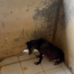 Carla Abellana Instagram – Reposted from @pawssionproject 

We’ll let the videos speak for the voiceless animals at the pound. Despite all our efforts to continuously feed them, give them medication and even bathe them, they still live in hell at the pound especially as they continue to impound everyday even if the pound is already full, because they just want to satisfy every individual’s impounding request. So many of the dogs are not even aggressive. 

We are exhausted but we have to keep on trying until we find adopters for them, until their owners see that they are here, until the government hears their cries.

ADOPT DON’T SHOP! Spay and neuter. Be a responsible pet parent. 

And to the government, PLEASE, ANIMAL WELFARE NEEDS HELP.