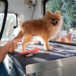 Carla Abellana Instagram - First home service grooming this 2024! Can you believe it’s the end of January already? 🐶🐾🦴