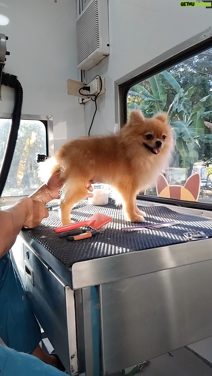 Carla Abellana Instagram - First home service grooming this 2024! Can you believe it’s the end of January already? 🐶🐾🦴