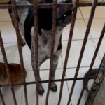 Carla Abellana Instagram – Reposted from @pawssionproject 

We’ll let the videos speak for the voiceless animals at the pound. Despite all our efforts to continuously feed them, give them medication and even bathe them, they still live in hell at the pound especially as they continue to impound everyday even if the pound is already full, because they just want to satisfy every individual’s impounding request. So many of the dogs are not even aggressive. 

We are exhausted but we have to keep on trying until we find adopters for them, until their owners see that they are here, until the government hears their cries.

ADOPT DON’T SHOP! Spay and neuter. Be a responsible pet parent. 

And to the government, PLEASE, ANIMAL WELFARE NEEDS HELP.