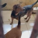 Carla Abellana Instagram – Reposted from @pawssionproject 

We’ll let the videos speak for the voiceless animals at the pound. Despite all our efforts to continuously feed them, give them medication and even bathe them, they still live in hell at the pound especially as they continue to impound everyday even if the pound is already full, because they just want to satisfy every individual’s impounding request. So many of the dogs are not even aggressive. 

We are exhausted but we have to keep on trying until we find adopters for them, until their owners see that they are here, until the government hears their cries.

ADOPT DON’T SHOP! Spay and neuter. Be a responsible pet parent. 

And to the government, PLEASE, ANIMAL WELFARE NEEDS HELP.