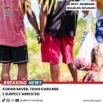 Carla Abellana Instagram - Uubusin namin kayo Reposted from @akfanimalrescue Finally Handcuffed Two suspects, ARRESTED! Dog Meat Traders, BUSTED! A distressing report of dog meat trading led our team to this area in Brgy. Bambang, Bulakan, Bulacan. 1 dog carcass, 1 butchered dog, and 4 live dogs were rescued at a slaughter area in a raid today by AKF & Soi Dog Foundation team. More photos and details to follow. #NoToAnimalCruelty #NoToDogMeatTrade #NoToDogMeat #NoToTheDogMeatTrade