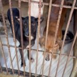 Carla Abellana Instagram – Reposted from @pawssionproject 

We’ll let the videos speak for the voiceless animals at the pound. Despite all our efforts to continuously feed them, give them medication and even bathe them, they still live in hell at the pound especially as they continue to impound everyday even if the pound is already full, because they just want to satisfy every individual’s impounding request. So many of the dogs are not even aggressive. 

We are exhausted but we have to keep on trying until we find adopters for them, until their owners see that they are here, until the government hears their cries.

ADOPT DON’T SHOP! Spay and neuter. Be a responsible pet parent. 

And to the government, PLEASE, ANIMAL WELFARE NEEDS HELP.