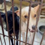 Carla Abellana Instagram – Reposted from @pawssionproject 

We’ll let the videos speak for the voiceless animals at the pound. Despite all our efforts to continuously feed them, give them medication and even bathe them, they still live in hell at the pound especially as they continue to impound everyday even if the pound is already full, because they just want to satisfy every individual’s impounding request. So many of the dogs are not even aggressive. 

We are exhausted but we have to keep on trying until we find adopters for them, until their owners see that they are here, until the government hears their cries.

ADOPT DON’T SHOP! Spay and neuter. Be a responsible pet parent. 

And to the government, PLEASE, ANIMAL WELFARE NEEDS HELP.