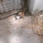 Carla Abellana Instagram - I’m sorry but you all have to know what it’s like in city pounds all over our country. I’ve witnessed it myself and it will forever haunt me. To think this just shows the gate. You can imagine what it’s like inside. 💔 Reposted from @pawssionproject THE AWFUL REALITIES OF DOGS IN POUNDS. 💔💔💔 These are some scenarios so so many other dog lovers never witness. This is why others still prefer to buy than adopt. This is why many government officials still choose to turn a blind eye because people just never see how heartbreaking it is to be a voiceless animal in a pound. Pounds are like prison cells where most are starved to death, or slowly deteriorate and die from illnesses they never get help with. And they do not deserve to be there. They are all just trying to exist. PLEASE, CHOOSE TO ADOPT AND RESCUE EVEN ONE DOG FROM THE POUND. Go visit the pound nearest you. There are countless of dogs and even cats in need of a home. Shelters are at full capacity and are running low or even out of resources. We all have to do our part.
