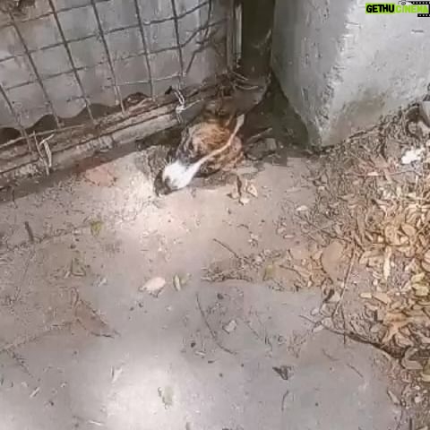 Carla Abellana Instagram - Iโm sorry but you all have to know what itโs like in city pounds all over our country. Iโve witnessed it myself and it will forever haunt me. To think this just shows the gate. You can imagine what itโs like inside. ๐ Reposted from @pawssionproject THE AWFUL REALITIES OF DOGS IN POUNDS. ๐๐๐ These are some scenarios so so many other dog lovers never witness. This is why others still prefer to buy than adopt. This is why many government officials still choose to turn a blind eye because people just never see how heartbreaking it is to be a voiceless animal in a pound. Pounds are like prison cells where most are starved to death, or slowly deteriorate and die from illnesses they never get help with. And they do not deserve to be there. They are all just trying to exist. PLEASE, CHOOSE TO ADOPT AND RESCUE EVEN ONE DOG FROM THE POUND. Go visit the pound nearest you. There are countless of dogs and even cats in need of a home. Shelters are at full capacity and are running low or even out of resources. We all have to do our part.