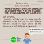 Carla Abellana Instagram - For those who want to argue, please read. Again, please read. Thank you. 🙏🏻 Reposted from @pawsphilippines We are posting answers to commonly asked questions related to the Killua dog-killing case and some lessons worth repeating to emphasize the importance of both responsible pet ownership and a humane animal control system. As we seek #JUSTICEFORKILLUA, let us also be vigilant in the campaign for humane forms of animal control and responsible pet ownership. ****** UPDATE ON #JUSTICEFORKILLUA Last Monday, PAWS and Killua’s fur-mom Vina filed a case against Anthony Solares who was caught on CCTV chasing after the dog and then beating Killua to death. The preliminary investigation is now being handled by the Office of the Provincial Prosecutor of Camarines Sur. Over the next few weeks, we are expecting a Resolution from the above mentioned office and we are also expecting that a subpoena will be issued for Solares We are grateful to volunteer lawyers from CamSur, Atty. Alyssa Mary John P. Abanes and Atty. Aldrin Carlos Niño A. Mereria, for their legal assistance. We also acknowledge and commend the bravery of the witnesses who have come forward, as well as the invaluable support rendered by the Bato Municipal Police Station.