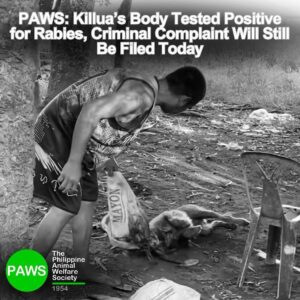 Carla Abellana Instagram - Please read the ENTIRE caption. 🙏🏻 Reposted from • @pawsphilippines PAWS: Killua’s Body Tested Positive for Rabies, Criminal Complaint Will Still Be Filed Today PAWS would like to inform the public that Killua’s body tested positive for rabies and urges those who may have been scratched or bitten by the dog to immediately get post-exposure shots. This includes pet owner Vina Arazas who hugged the bloodied body of her beloved dog when she found him at a known dog slaughter area in Sta Cruz, Bato, Camarines Sur. While the result of the testing may not be accurate due to the fact that the body had already been buried for five days prior to testing and may have been contaminated from being in an area where many stray dogs have already been slaughtered, PAWS is making this announcement to ensure that any bites or scratches will be reported promptly in the interest of public health and safety. In the BAI’s Manual of Procedure for Rabies, the standard protocol for an animal suspected to be afflicted with rabies is for it to “be observed for fourteen (14) days or, in case of highly suspected rabies cases, be humanely euthanised with no damage to the head. “ PAWS is still set to file criminal charges against Anthony Solares for animal cruelty as CCTV footages show that he was the one who chased the dog and even poked Killua while the animal was hiding under a car in order to make it come out so he could beat Killua to death. PAWS is also filing charges of Anti Rabies Act or RA 9482 violation for engaging in dog meat trade. After killing Killua, Solares brought the dog to a known slaughterhouse and dog meat cooking area. Solares owns a carinderia business which sells meat viands near the dog slaughter area. PAWS also calls on any one who may have consumed dogs coming from the area where Killua’s body was found to get post exposure shots. “They are at great risk. Dog meat traders are not only cruel people but pose a serious threat to public health.” #JusticeForKillua #endanimalcruelty #PAWSphilippines #animalwelfare #NoToDogMeat #NoToDogMeatTrade #NoToAnimalCruelty