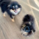 Carla Abellana Instagram – My puppiesses ❤️❤️❤️