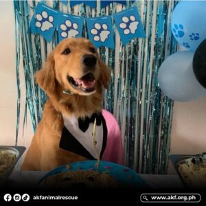 Carla Abellana Instagram - Here’s one thing most of you probably don’t realize: this happens all the time and everywhere in our country. There are so much more Killuas out there, especially those with no breed. Let’s pray for them too. 💔

Justice will be given for Killua soon. You’ll see.

Reposted from @akfanimalrescue 

𝐁𝐄𝐋𝐎𝐕𝐄𝐃. 𝐆𝐎𝐍𝐄.
𝙅𝙐𝙎𝙏𝙄𝘾𝙀 𝙁𝙊𝙍 𝙆𝙄𝙇𝙇𝙐𝘼!

Cruelty does not know size or breed, only indifference, ignorance, and disregard for another being’s life and welfare.

The senseless death of Killua is a heartbreaking reminder of why we need to advocate for a better animal welfare law and start changing how humans treat animals for the better. 

The agony of Killua’s family left us all teary-eyed as the circumstances of the dog’s death shocked and outraged the public. If a beloved purebred dog like Killua can fall prey to human cruelty, how much more can a stray dog or cat fight and protect itself against the face of wickedness in the street.

Let us end animal cruelty. We have the power to make a difference in the lives of animals. Please help us ensure that individuals who cause animal suffering like “Killua” are held accountable for their actions.

Stop the hate. Help educate. 

#BetterAnimalWelfareLaw #NotoAnimalCruelty #StandUpFortheAnimals
#SpeakUpForTheAnimals

#StopAnimalCruelty #JusticeForKillua #TheydeserveJusticeToo #AKF #AnimalKingdomFoundation