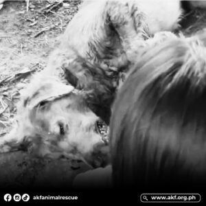 Carla Abellana Instagram - Here’s one thing most of you probably don’t realize: this happens all the time and everywhere in our country. There are so much more Killuas out there, especially those with no breed. Let’s pray for them too. 💔

Justice will be given for Killua soon. You’ll see.

Reposted from @akfanimalrescue 

𝐁𝐄𝐋𝐎𝐕𝐄𝐃. 𝐆𝐎𝐍𝐄.
𝙅𝙐𝙎𝙏𝙄𝘾𝙀 𝙁𝙊𝙍 𝙆𝙄𝙇𝙇𝙐𝘼!

Cruelty does not know size or breed, only indifference, ignorance, and disregard for another being’s life and welfare.

The senseless death of Killua is a heartbreaking reminder of why we need to advocate for a better animal welfare law and start changing how humans treat animals for the better. 

The agony of Killua’s family left us all teary-eyed as the circumstances of the dog’s death shocked and outraged the public. If a beloved purebred dog like Killua can fall prey to human cruelty, how much more can a stray dog or cat fight and protect itself against the face of wickedness in the street.

Let us end animal cruelty. We have the power to make a difference in the lives of animals. Please help us ensure that individuals who cause animal suffering like “Killua” are held accountable for their actions.

Stop the hate. Help educate. 

#BetterAnimalWelfareLaw #NotoAnimalCruelty #StandUpFortheAnimals
#SpeakUpForTheAnimals

#StopAnimalCruelty #JusticeForKillua #TheydeserveJusticeToo #AKF #AnimalKingdomFoundation