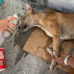 Carla Abellana Instagram – Please please please donate, even just a little. 🥺🙏🏻

Reposted from @pawssionproject 

Just a few of the recent cases we accommodated. 

Ferdie’s running bill as of 2 days ago was 40k 
Ayana’s surgery and initial tests and medication 67,300
A few new rescued in Bacolod 23k
Kashie 21,850
Febor Initial 18k 

Ongoing medications and chemo sessions of the Paco dogs 
Atleast 9 rescues from Tandang Sora yet to be posted

And these are all ongoing medications and rehab. Just for the new cases alone, we need over ₱300,000 for the rescues’ vettings and treatment. We all need your help. We have already settled atleast 50% of these. 

These are all on top of our monthly operational expenses of atleast 600-700 rescues for both shelters with now atleast 700 rescues.  Thankfully we have inkind dogfood donations recently, without that, our monthly opex including medical missions and strayfeeding would be atleast 1M every month. Every donation and sponsorship matters to help us continue the work we do. Despite all our efforts to rehome, educate and spay and neuter, there’s still so much more to be done. Lets all help each other. For the animals.