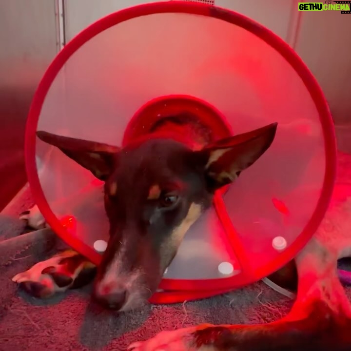 Carla Abellana Instagram - Please please please donate, even just a little. 🥺🙏🏻 Reposted from @pawssionproject Just a few of the recent cases we accommodated. Ferdie’s running bill as of 2 days ago was 40k Ayana’s surgery and initial tests and medication 67,300 A few new rescued in Bacolod 23k Kashie 21,850 Febor Initial 18k Ongoing medications and chemo sessions of the Paco dogs Atleast 9 rescues from Tandang Sora yet to be posted And these are all ongoing medications and rehab. Just for the new cases alone, we need over ₱300,000 for the rescues’ vettings and treatment. We all need your help. We have already settled atleast 50% of these. These are all on top of our monthly operational expenses of atleast 600-700 rescues for both shelters with now atleast 700 rescues. Thankfully we have inkind dogfood donations recently, without that, our monthly opex including medical missions and strayfeeding would be atleast 1M every month. Every donation and sponsorship matters to help us continue the work we do. Despite all our efforts to rehome, educate and spay and neuter, there’s still so much more to be done. Lets all help each other. For the animals.