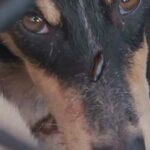 Carla Abellana Instagram - Reposted from @hsiglobal Luck isn’t always on animals’ sides. Around the world, animals are suffering from unimaginable cruelty. But right now, there’s hope. Double your impact for animals who need us most by donating to our 2X March Challenge Fund. Save lives today.