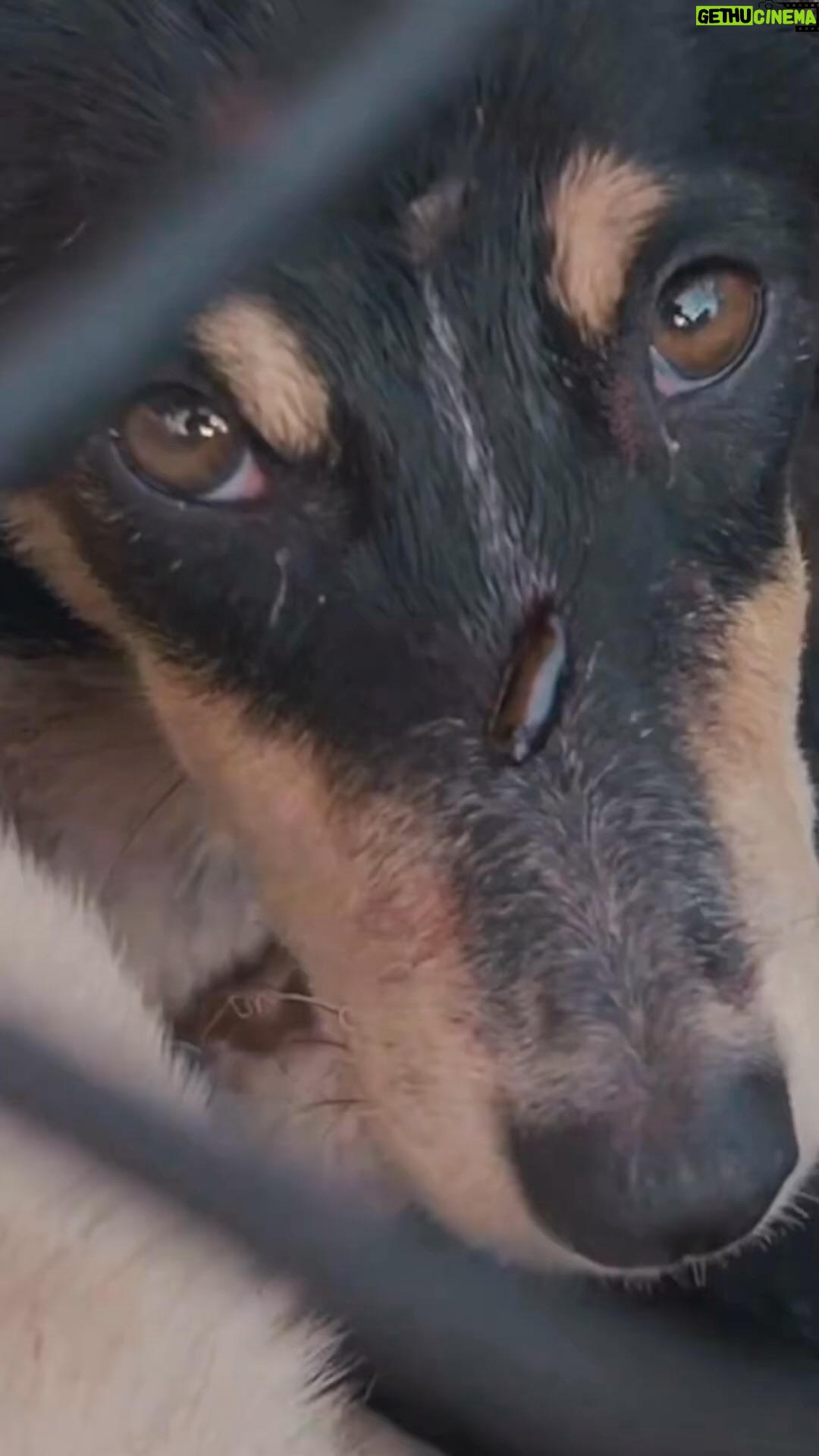 Carla Abellana Instagram - Reposted from @hsiglobal Luck isn’t always on animals’ sides. Around the world, animals are suffering from unimaginable cruelty. But right now, there’s hope. Double your impact for animals who need us most by donating to our 2X March Challenge Fund. Save lives today.