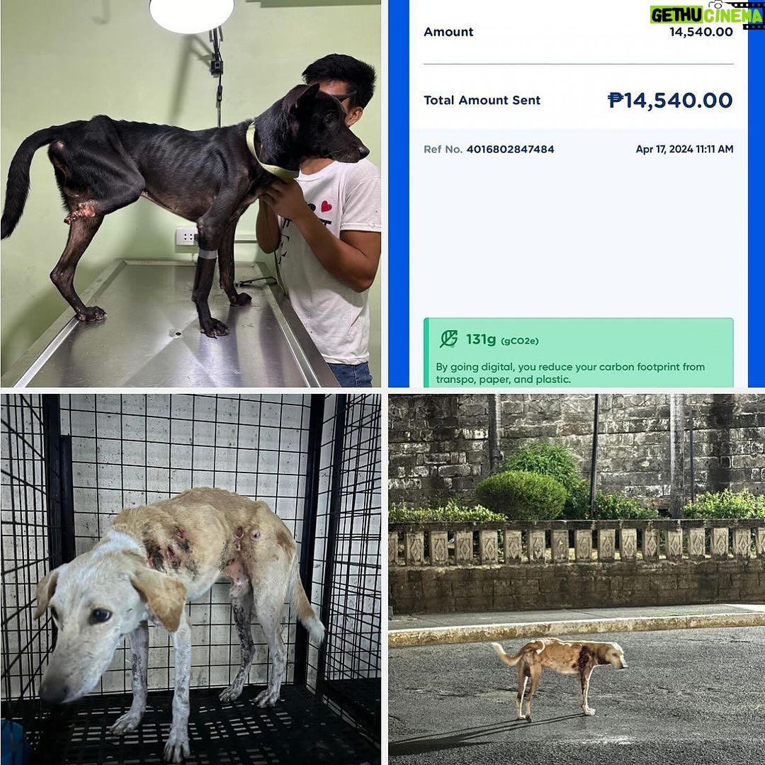 Carla Abellana Instagram - Please please please donate, even just a little. 🥺🙏🏻 Reposted from @pawssionproject Just a few of the recent cases we accommodated. Ferdie’s running bill as of 2 days ago was 40k Ayana’s surgery and initial tests and medication 67,300 A few new rescued in Bacolod 23k Kashie 21,850 Febor Initial 18k Ongoing medications and chemo sessions of the Paco dogs Atleast 9 rescues from Tandang Sora yet to be posted And these are all ongoing medications and rehab. Just for the new cases alone, we need over ₱300,000 for the rescues’ vettings and treatment. We all need your help. We have already settled atleast 50% of these. These are all on top of our monthly operational expenses of atleast 600-700 rescues for both shelters with now atleast 700 rescues. Thankfully we have inkind dogfood donations recently, without that, our monthly opex including medical missions and strayfeeding would be atleast 1M every month. Every donation and sponsorship matters to help us continue the work we do. Despite all our efforts to rehome, educate and spay and neuter, there’s still so much more to be done. Lets all help each other. For the animals.