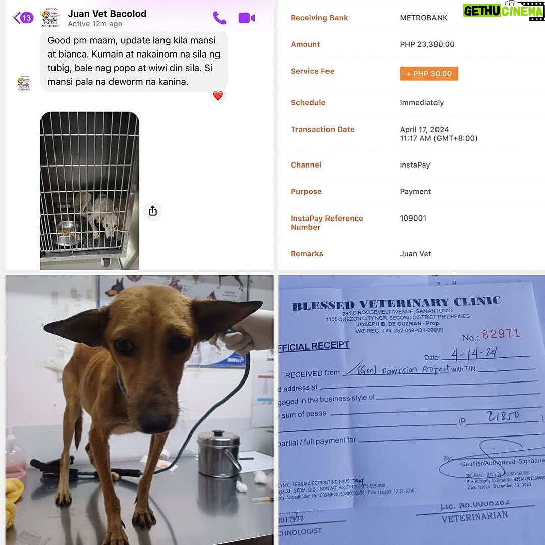 Carla Abellana Instagram - Please please please donate, even just a little. 🥺🙏🏻 Reposted from @pawssionproject Just a few of the recent cases we accommodated. Ferdie’s running bill as of 2 days ago was 40k Ayana’s surgery and initial tests and medication 67,300 A few new rescued in Bacolod 23k Kashie 21,850 Febor Initial 18k Ongoing medications and chemo sessions of the Paco dogs Atleast 9 rescues from Tandang Sora yet to be posted And these are all ongoing medications and rehab. Just for the new cases alone, we need over ₱300,000 for the rescues’ vettings and treatment. We all need your help. We have already settled atleast 50% of these. These are all on top of our monthly operational expenses of atleast 600-700 rescues for both shelters with now atleast 700 rescues. Thankfully we have inkind dogfood donations recently, without that, our monthly opex including medical missions and strayfeeding would be atleast 1M every month. Every donation and sponsorship matters to help us continue the work we do. Despite all our efforts to rehome, educate and spay and neuter, there’s still so much more to be done. Lets all help each other. For the animals.