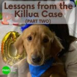 Carla Abellana Instagram - Part 2 Reposted from @pawsphilippines Here is the second part of PAWS’ answers to commonly asked questions related to the Killua dog-killing case. Included in them are some lessons worth repeating to emphasize the importance of both responsible pet ownership and a humane animal control system. The case has shone the spotlight on the fact that the reason for non-prosecution of animal offenders is not because the law is weak, but because of the refusal of many witnesses to file cases. In Bato, Camarines Sur, long before the Killua case, stray dog capture and killing by tanods and bystanders was rampant. The dogs end up in a known “ slaughterhouse” in the area. It is hoped that Killua’s case will put an end to many acts of animal cruelty in the area. With your help in this fight, we can protect animals and humans. #justiceforKillua #endanimalcruelty #animalwelfare #pawsphilippines