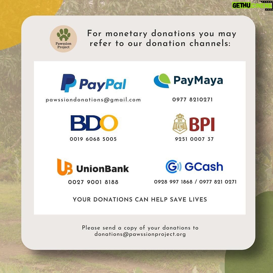 Carla Abellana Instagram - Please please please donate, even just a little. 🥺🙏🏻 Reposted from @pawssionproject Just a few of the recent cases we accommodated. Ferdie’s running bill as of 2 days ago was 40k Ayana’s surgery and initial tests and medication 67,300 A few new rescued in Bacolod 23k Kashie 21,850 Febor Initial 18k Ongoing medications and chemo sessions of the Paco dogs Atleast 9 rescues from Tandang Sora yet to be posted And these are all ongoing medications and rehab. Just for the new cases alone, we need over ₱300,000 for the rescues’ vettings and treatment. We all need your help. We have already settled atleast 50% of these. These are all on top of our monthly operational expenses of atleast 600-700 rescues for both shelters with now atleast 700 rescues. Thankfully we have inkind dogfood donations recently, without that, our monthly opex including medical missions and strayfeeding would be atleast 1M every month. Every donation and sponsorship matters to help us continue the work we do. Despite all our efforts to rehome, educate and spay and neuter, there’s still so much more to be done. Lets all help each other. For the animals.