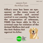 Carla Abellana Instagram - Part 2 Reposted from @pawsphilippines Here is the second part of PAWS’ answers to commonly asked questions related to the Killua dog-killing case. Included in them are some lessons worth repeating to emphasize the importance of both responsible pet ownership and a humane animal control system. The case has shone the spotlight on the fact that the reason for non-prosecution of animal offenders is not because the law is weak, but because of the refusal of many witnesses to file cases. In Bato, Camarines Sur, long before the Killua case, stray dog capture and killing by tanods and bystanders was rampant. The dogs end up in a known “ slaughterhouse” in the area. It is hoped that Killua’s case will put an end to many acts of animal cruelty in the area. With your help in this fight, we can protect animals and humans. #justiceforKillua #endanimalcruelty #animalwelfare #pawsphilippines