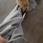 Carla Abellana Instagram - I bought this blanket from Ikea for my dogs and it’s safe to say they’re loving it! 🐶 🎶 Composed, written and sung by 🙋🏻‍♀️ 🫢 Only a furparent would understand how we make certain songs for our furbabies