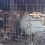 Carla Abellana Instagram - Reposted from @hsiglobal “I need a fur-lined keychain”—said no one ever. Fur is not fashionable, and neither is the cruelty and suffering of innocent animals. 😡 Tell @maxmara (AND ALL OTHER BRANDS THAT USE ANIMAL FUR) to go #furfree NOW by clicking on the link in bio.