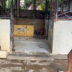 Carla Abellana Instagram – Reposted from @pawssionproject 

We’ll let the videos speak for the voiceless animals at the pound. Despite all our efforts to continuously feed them, give them medication and even bathe them, they still live in hell at the pound especially as they continue to impound everyday even if the pound is already full, because they just want to satisfy every individual’s impounding request. So many of the dogs are not even aggressive. 

We are exhausted but we have to keep on trying until we find adopters for them, until their owners see that they are here, until the government hears their cries.

ADOPT DON’T SHOP! Spay and neuter. Be a responsible pet parent. 

And to the government, PLEASE, ANIMAL WELFARE NEEDS HELP.