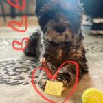 Carla Gugino Instagram - Happy Day After Valentine’s Day! ✨💘✨ Because love just keeps on flowin’-first for yourself (where it all begins) and then magnified out into the world! ✨✨ So here’s to all you Lovers today and every day!! ❤️ (Melville is leading the charge. :) #valentinesday2023
