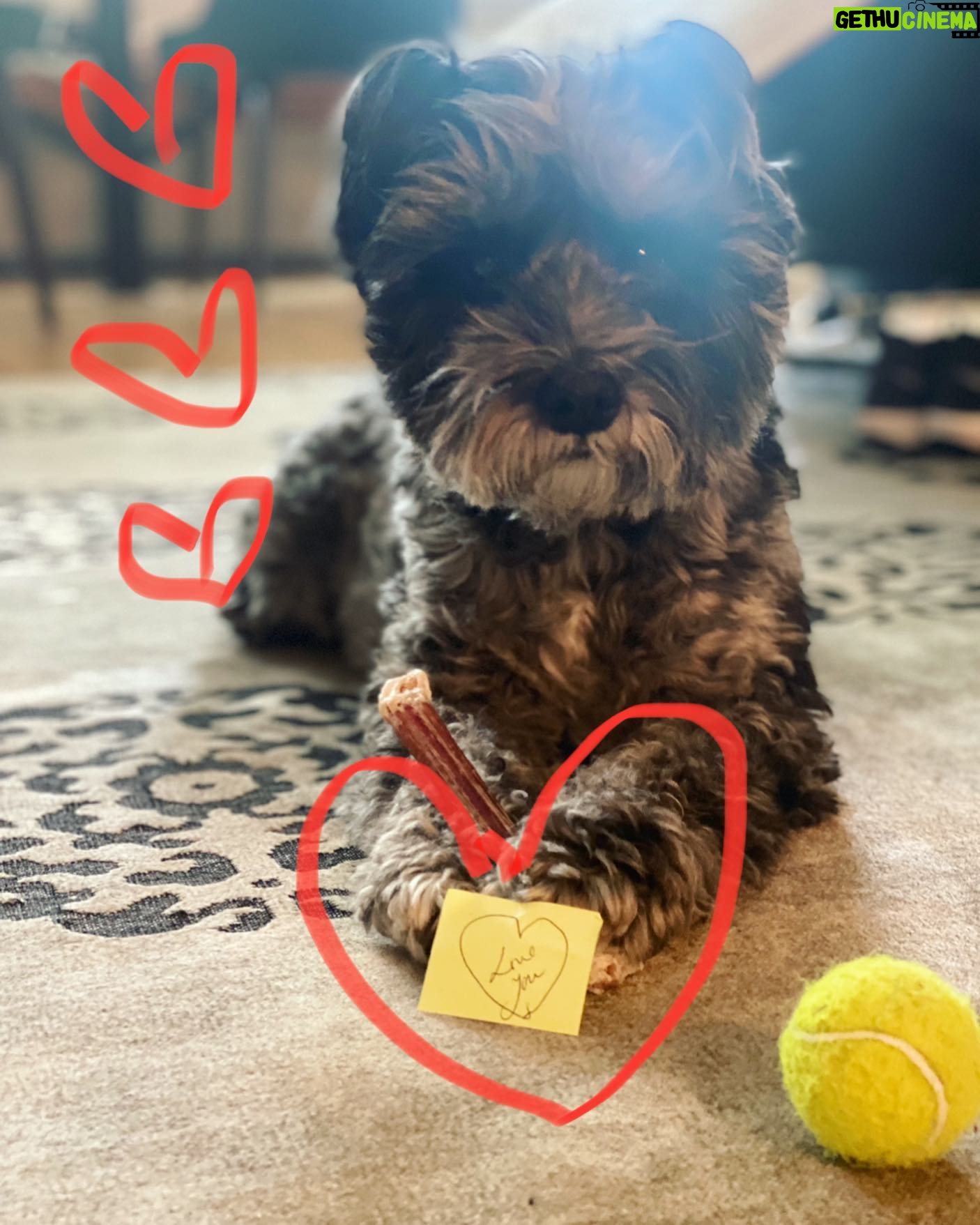 Carla Gugino Instagram - Happy Day After Valentine’s Day! ✨💘✨ Because love just keeps on flowin’-first for yourself (where it all begins) and then magnified out into the world! ✨✨ So here’s to all you Lovers today and every day!! ❤️ (Melville is leading the charge. :) #valentinesday2023
