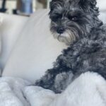 Carla Gugino Instagram -