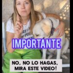 Carla Jara Instagram - Mis bellezas!!! Si tienes perro o gato comparte este video!!! Al mantener su pelo natural, se genera una cámara de aire que les ayuda con una adecuada temperatura sobre todos los días de más calor. Así ayudarás a tus animales de compañía en invierno o verano!!! 🐶🐱#verano #doglover #catlover #petlover