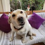Carla Jara Instagram – Tengo a la mejor compañera, mi Sky! 
😍🐶 
Lindo día bellezas, q sea un gran miércoles!!!!