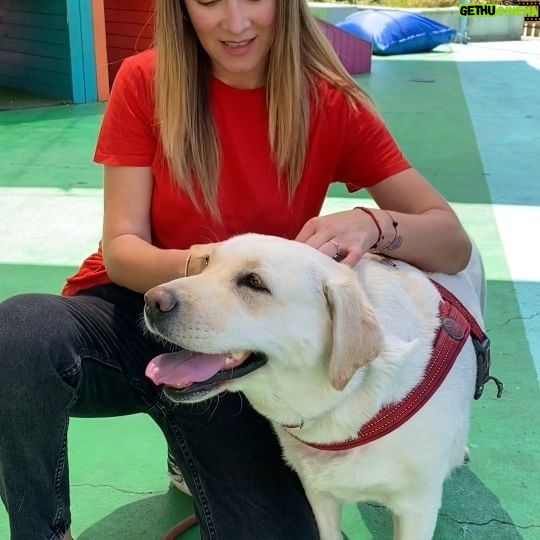 Carla Jara Instagram - Llevé a la Sky al #plazamascotas de mall plaza norte, que junto a @masterdog tenían un evento hermoso lleno de actividades! Este sábado 9 y domingo 10 de 11:00 a 18:00 hrs. volverán a estar entregando premios y con muchas actividades para tu perrito!!! Vayan a disfrutar 👩🏼🐶