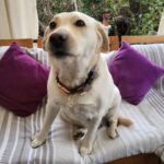 Carla Jara Instagram – Tengo a la mejor compañera, mi Sky! 
😍🐶 
Lindo día bellezas, q sea un gran miércoles!!!!