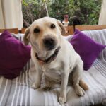 Carla Jara Instagram – Tengo a la mejor compañera, mi Sky! 
😍🐶 
Lindo día bellezas, q sea un gran miércoles!!!!