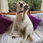 Carla Jara Instagram – Tengo a la mejor compañera, mi Sky! 
😍🐶 
Lindo día bellezas, q sea un gran miércoles!!!!