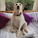 Carla Jara Instagram – Tengo a la mejor compañera, mi Sky! 
😍🐶 
Lindo día bellezas, q sea un gran miércoles!!!!
