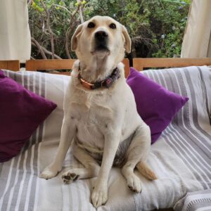 Carla Jara Instagram - Tengo a la mejor compañera, mi Sky! 
😍🐶 
Lindo día bellezas, q sea un gran miércoles!!!!